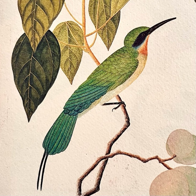 Singapore blue bird mug