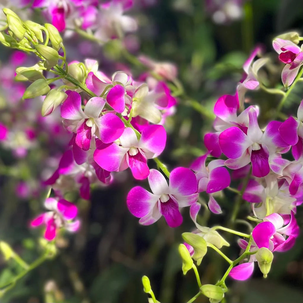 Singapore pink orchid mug