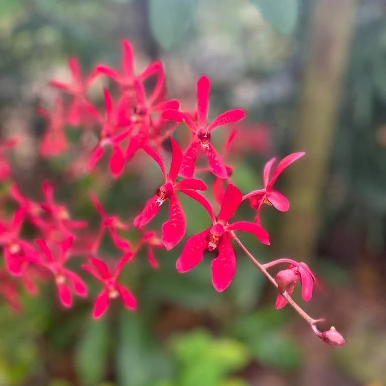 Singapore pink orchid mug