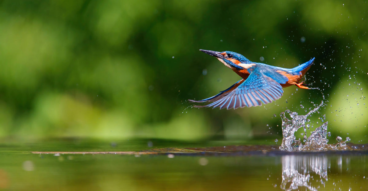The Kingfisher: stillness in motion
