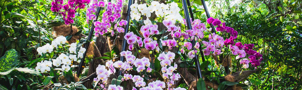 Ask a naturalist: Singapore's flora & fauna Q&A