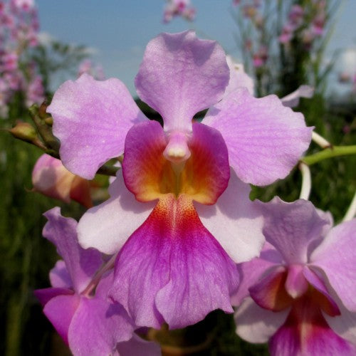 The Singapore orchid: a study in strength and grace