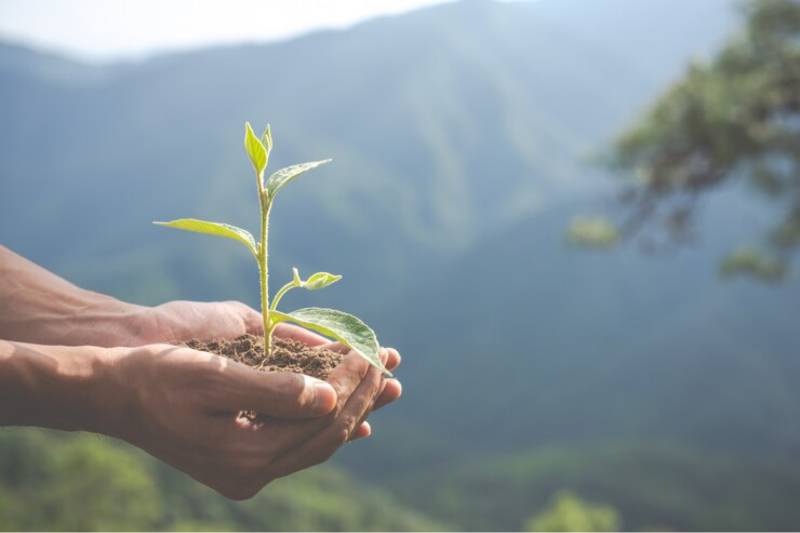 Singapore's best corporate gifts for nature lovers