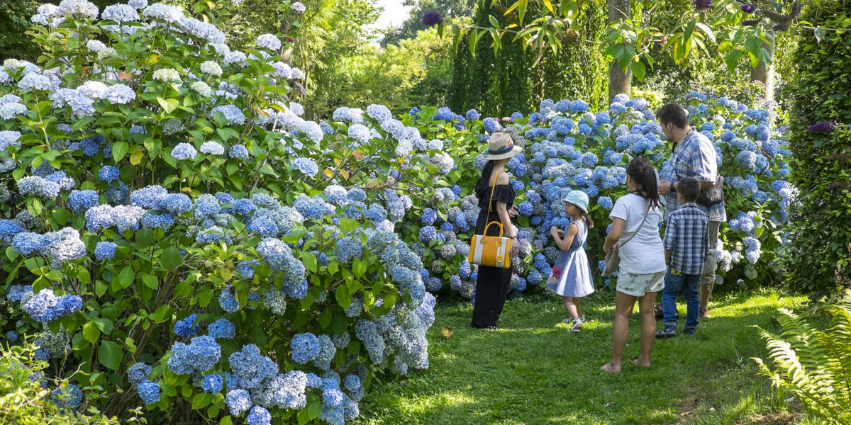 The science and symbolism of hydrangeas: exploring the gardens of Normandy and Jardin Shamrock