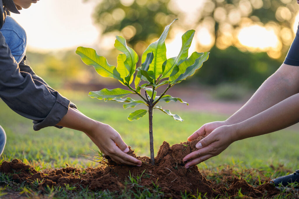 Beyond greenwashing: What it really means to buy from a certified B-Corp