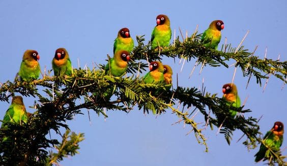 The Lovebirds: a study in colour, connection and harmony