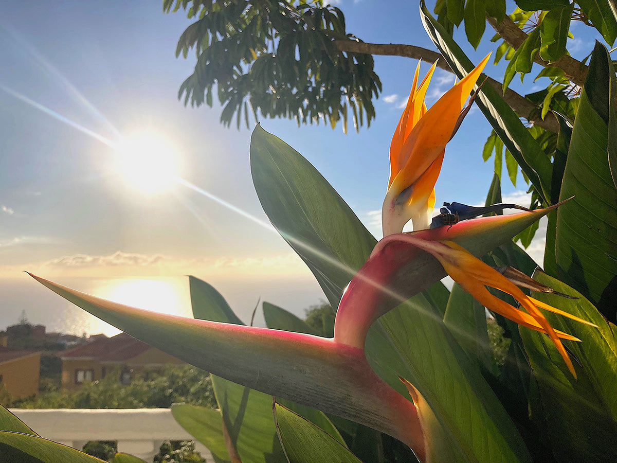 Singapore Collection