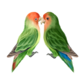 Lovebirds