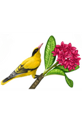 Yellow Vented Bulbul
