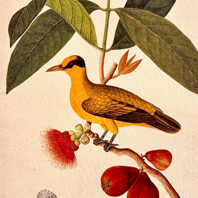 Singapore gold bird mug